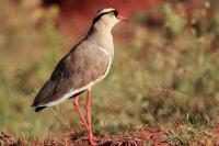 Vanellus coronatus