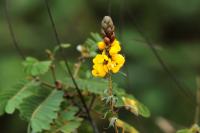 ETHIOPIA FLORA