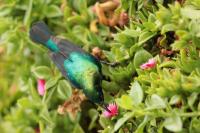 Cinnyris mariquensis