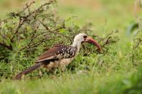 Tockus erythrorhynchus