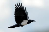 Corvus albus