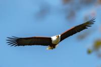 Haliaeetus vocifer