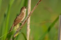 Locustella luscinioides