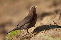 Turdus merula