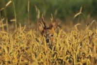 Roe deer