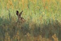 European hare