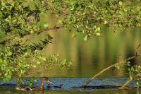 Accipiter gentilis