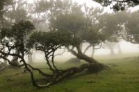 Madeira- landscape