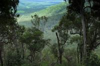 Australia  flora