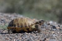 Kazakhstan FAUNA