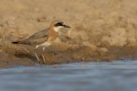 Charadrius leschenaultii