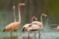 Phoenicopterus ruber