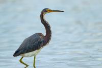 Egretta tricolor