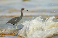 Egretta caerulea 