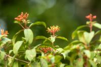 Mexico - flora