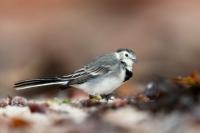 Motacilla alba