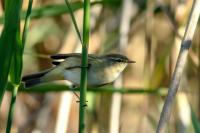 Phylloscopus collybita