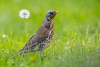 Turdus pilaris