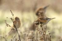 Carduelis cannabina