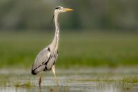 Hungary - FAUNA