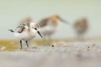 Calidris alba