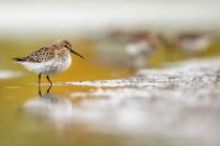 Calidris alpina