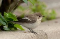 Ficedula hypoleuca