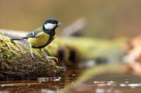 Parus major