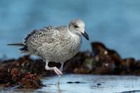 Larus argentatus