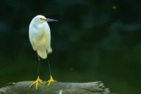 Egretta thula