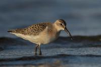 Calidris ferruginea