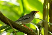 Turdus plumbeus