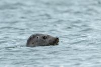 Grey seal