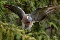 Columba palumbus