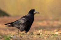 Corvus frugilegus