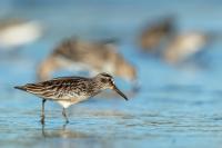 Calidris falcinellus