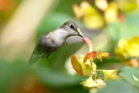 Anthracothorax dominicus