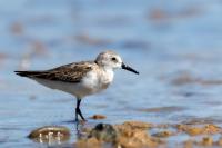 Calidris pusilla      