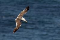 Larus fuscus