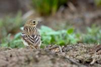 Anthus trivialis