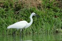 Egretta garzetta