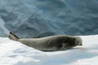 Antartica fauna