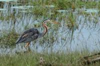 Ardea purpurea