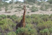 Masai giraffe