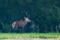 Red deer