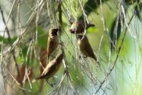 Lonchura punctulata