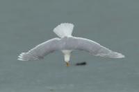 Larus hyperboreus