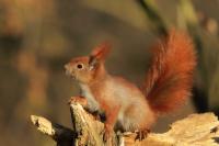 Red squirrel