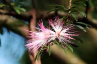 Sri Lanka - Flowers