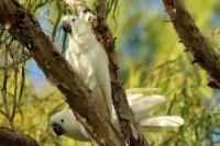 Cacatua galerita